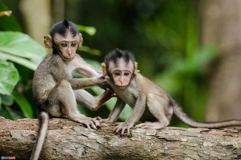 2028-menh-gi-3 Đặc điểm của người sinh năm Mậu Thân