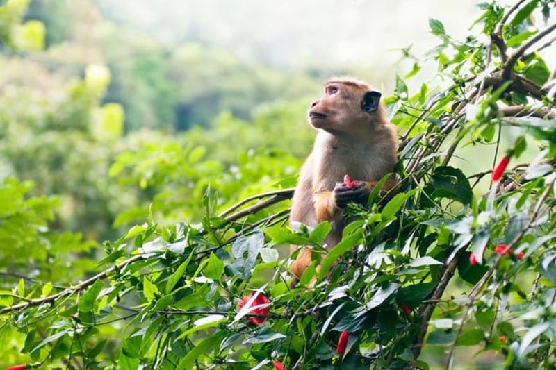 2028-menh-gi-5 Năm Mậu Thân 2028 và những dự báo về tương lai