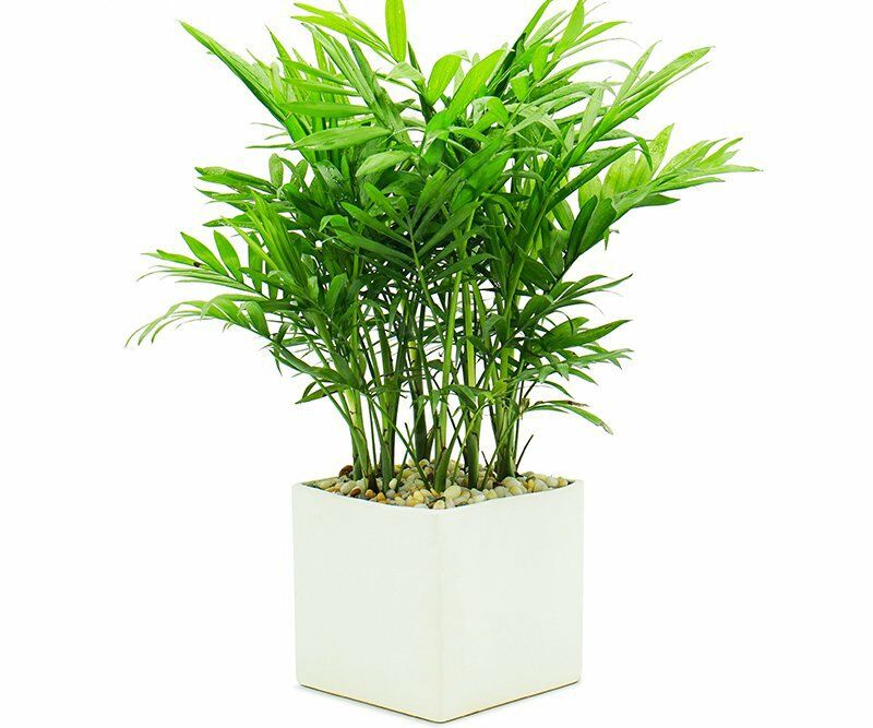 Cây cau tiểu trâm