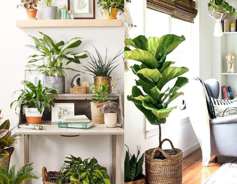 cay-phong-thuy-1 Vì sao nên trồng các loại cây phong thủy