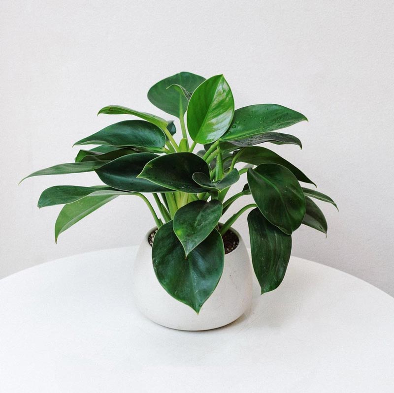 cay-phong-thuy-2 các loại cây phong thủy được ưa chuộng hiện nay