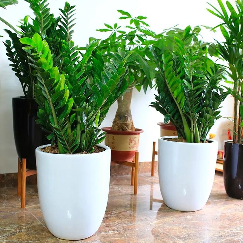 cay-phong-thuy-3 các loại cây phong thủy được ưa chuộng hiện nay