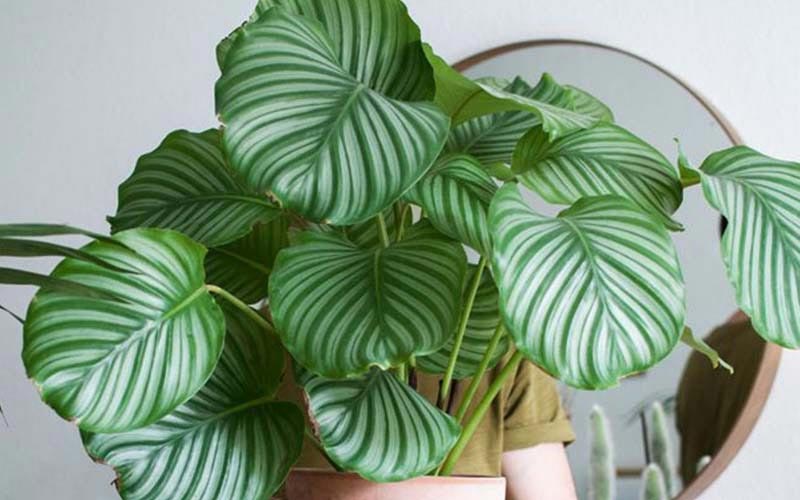 cay-phong-thuy-4 các loại cây phong thủy được ưa chuộng hiện nay