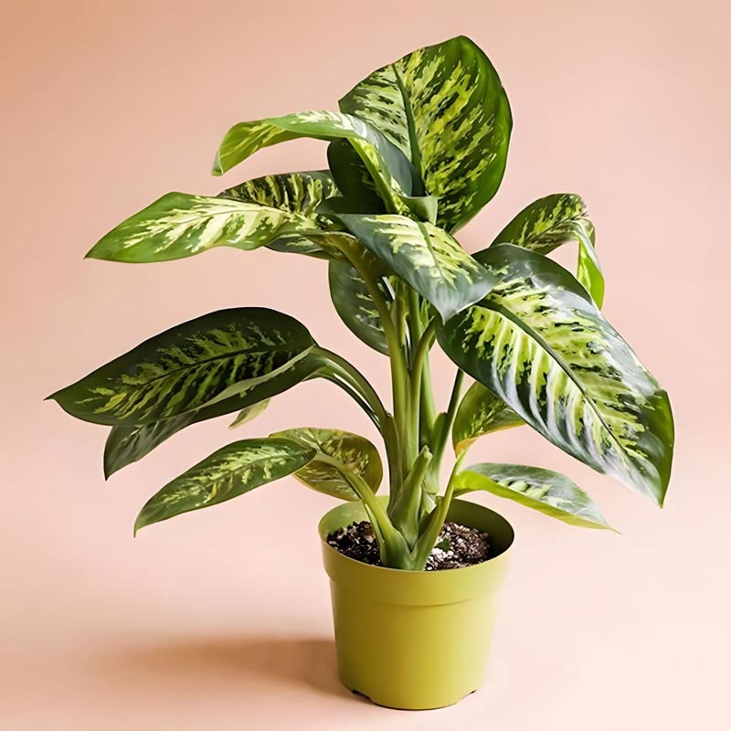 cay-phong-thuy-5 các loại cây phong thủy được ưa chuộng hiện nay