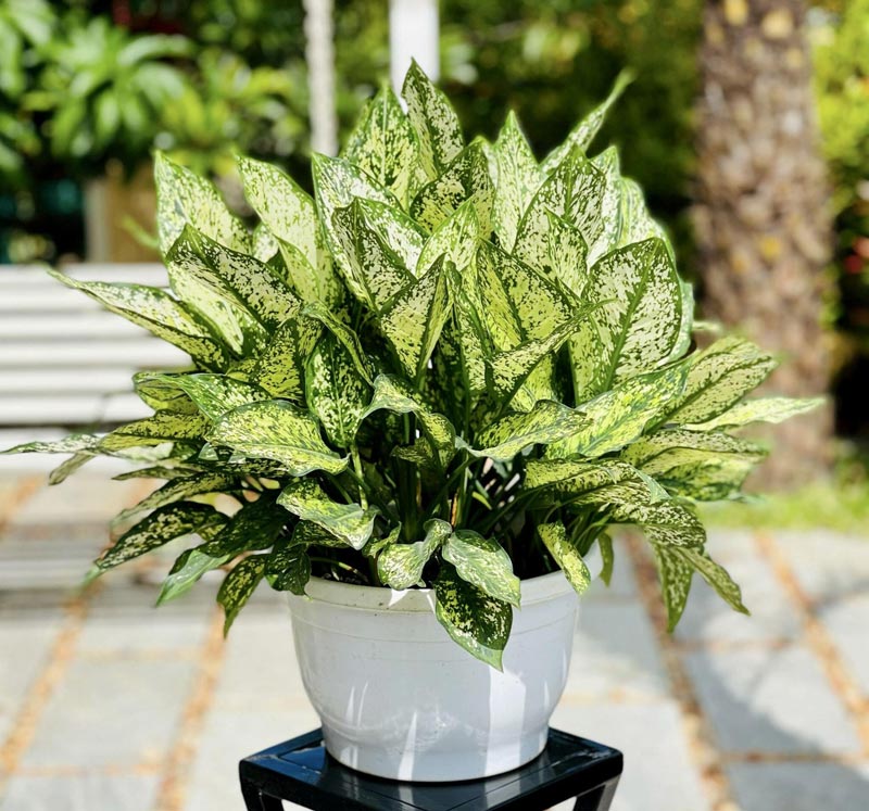 cay-phong-thuy-6 các loại cây phong thủy được ưa chuộng hiện nay