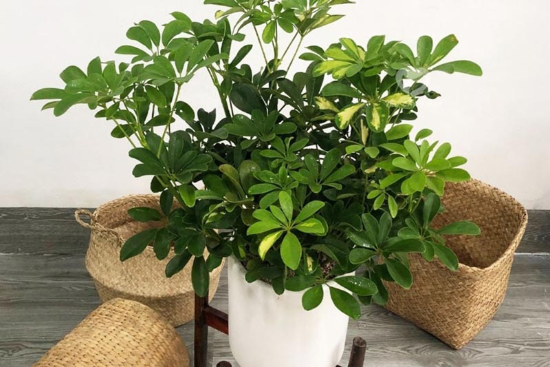 cay-phong-thuy-7 Nguyên tắc chọn cây phong thủy