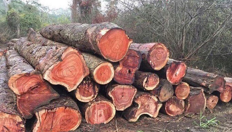 go-giang-huong-1 Đặc điểm và giá trị của cây giáng hương