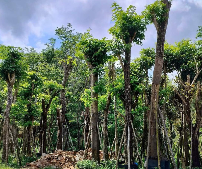 go-giang-huong-6 Gỗ hương thuộc nhóm mấy?