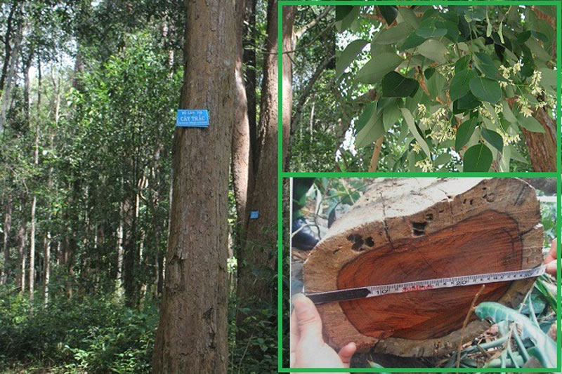 go-trac-2 Cây gỗ trắc thuộc nhóm mấy?