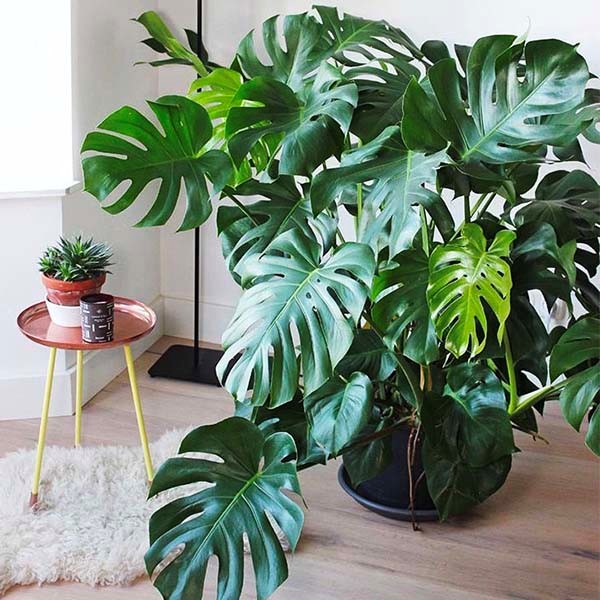 gia-chu-tuoi-ty-nen-de-cay-gi-trong-nha-de-vua-hop-phong-thuy-vua-giup-ha-nhiet-mua-he-onehousing-6