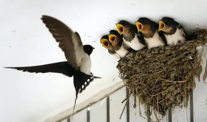 image_upload_1689228654_2 vi-sao-vuong-khi-quan-trong-9-dau-hieu-dat-vuong-khi-tai-loc-can-biet-onehousing-2