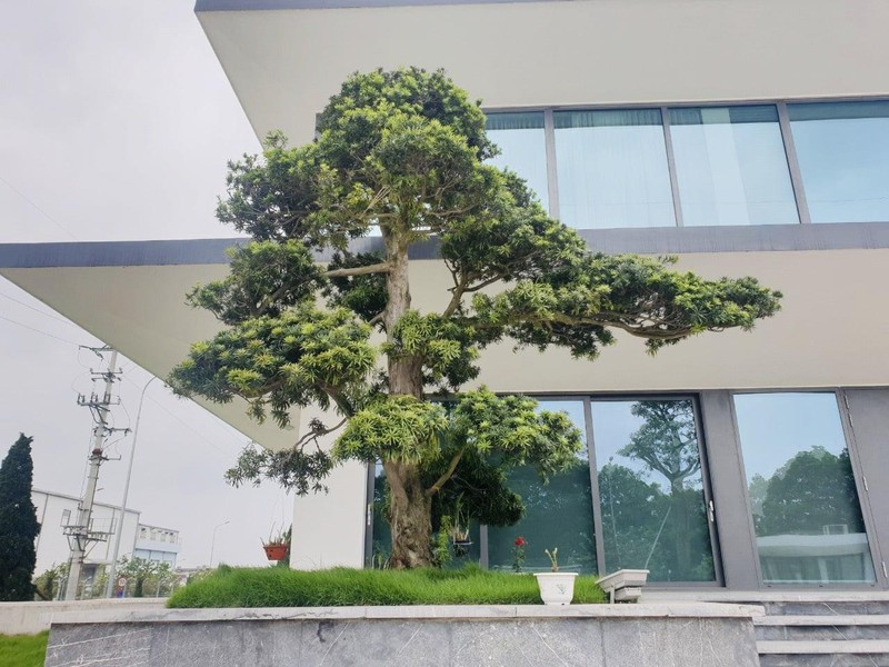 image_upload_1691661209_2 4-nguyen-tac-phong-thuy-co-ban-khi-trong-cay-tung-truoc-cua-nha-onehousing-2