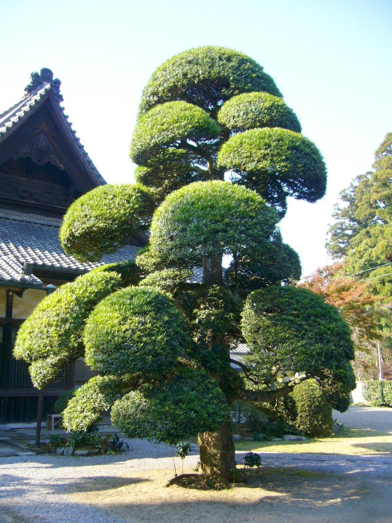 image_upload_1691661224_3 4-nguyen-tac-phong-thuy-co-ban-khi-trong-cay-tung-truoc-cua-nha-onehousing-3