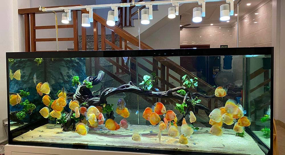 image_upload_1694747208_2 nguoi-menh-tho-co-nen-dat-be-ca-phong-thuy-trong-nha-onehousing-2