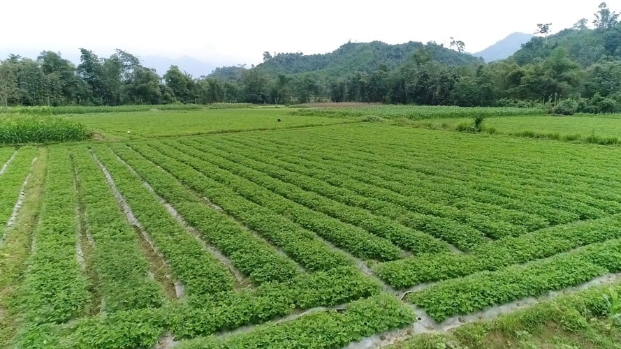 dat-hoa-mau-la-gi-lam-the-nao-de-xay-nha-tren-dat-hoa-mau-n17t-onehousing-1