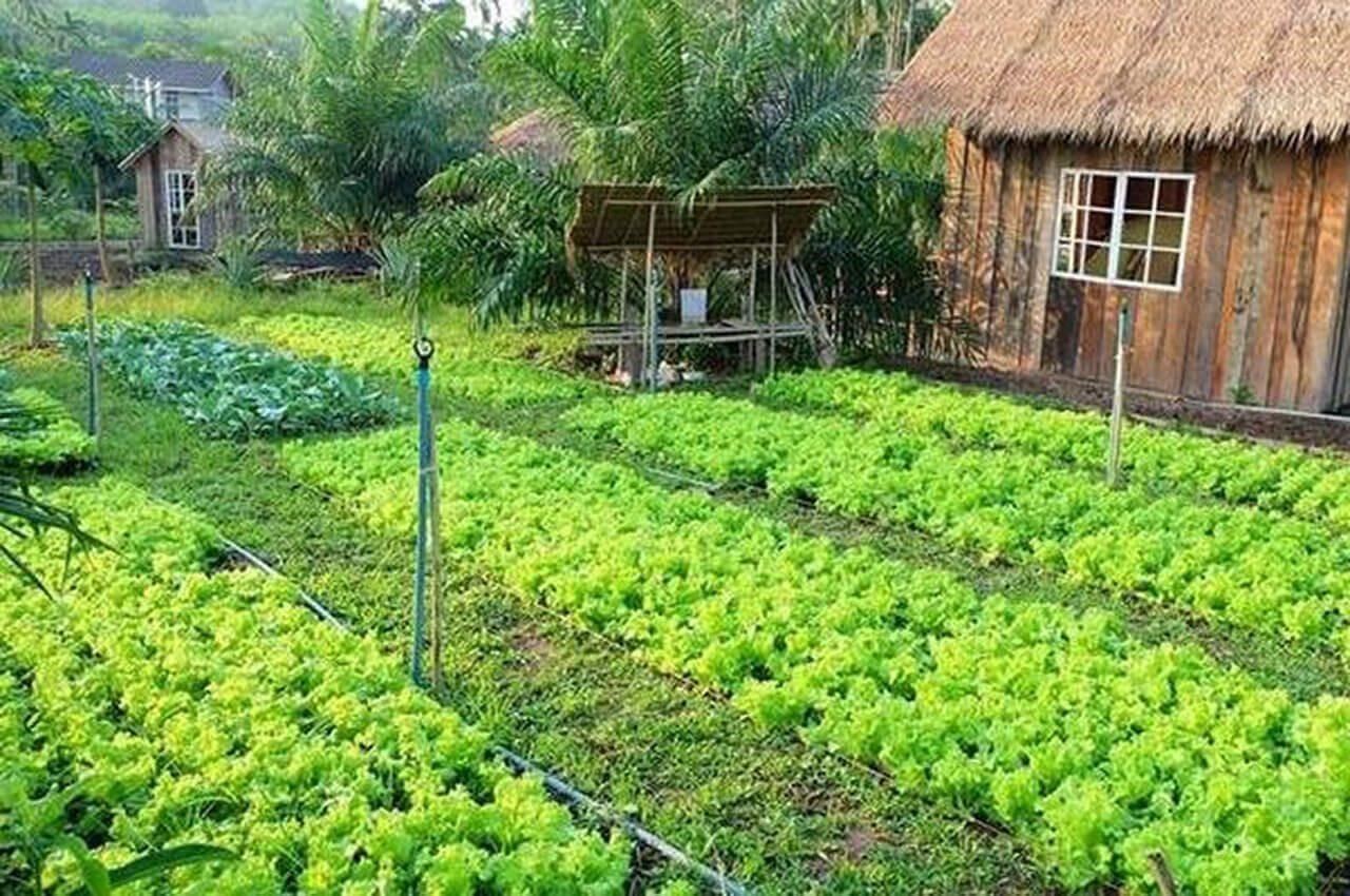 dat-hoa-mau-la-gi-lam-the-nao-de-xay-nha-tren-dat-hoa-mau-n17t-onehousing-1