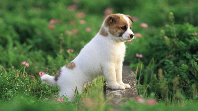 image_upload_1696342578_3 linh-vat-phong-thuy-trang-tri-nha-o-phu-hop-cho-nguoi-tuoi-tuat-onehousing-1