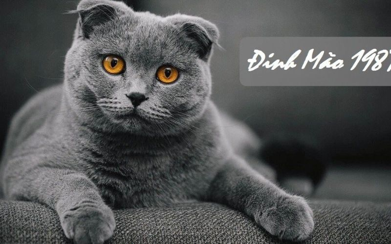 xem-tu-vi-tuoi-dinh-mao-1987-nam-mang-nam-2024-chi-tiet-nhat-onehousing-2