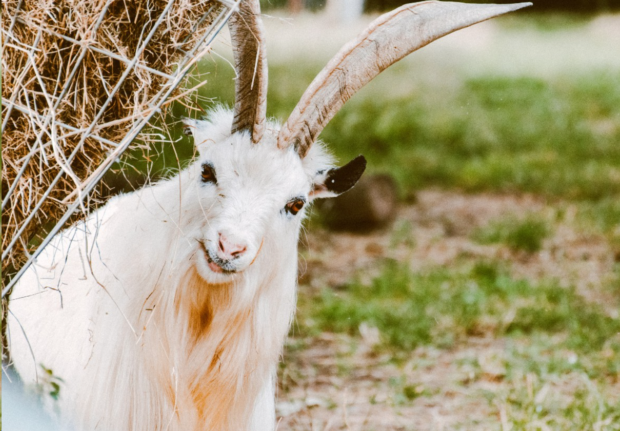 nam-sinh-nam-2003-hop-tuoi-gi-de-cuoi-vo-mua-nha-onehousing-1