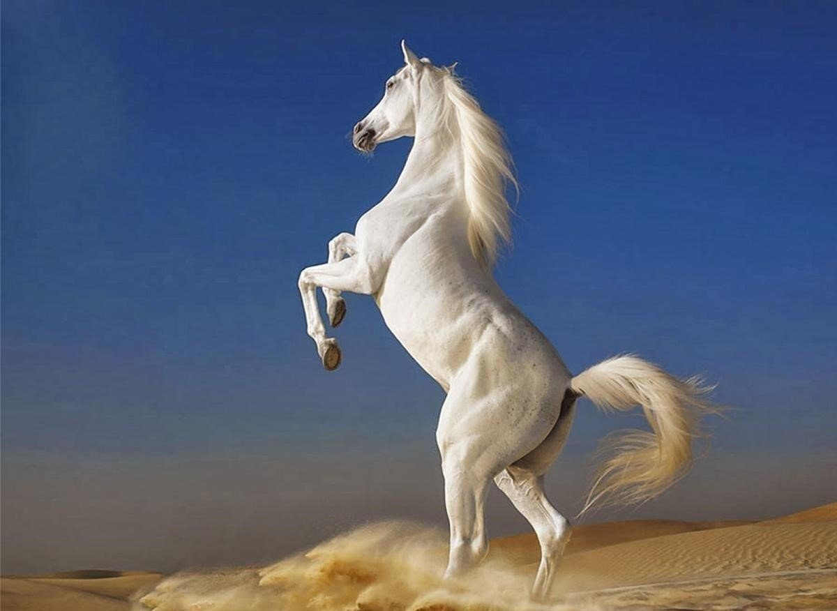 xem-tu-vi-tuoi-giap-ngo-1954-nu-mang-nam-2024-chi-tiet-nhat-onehousing-2