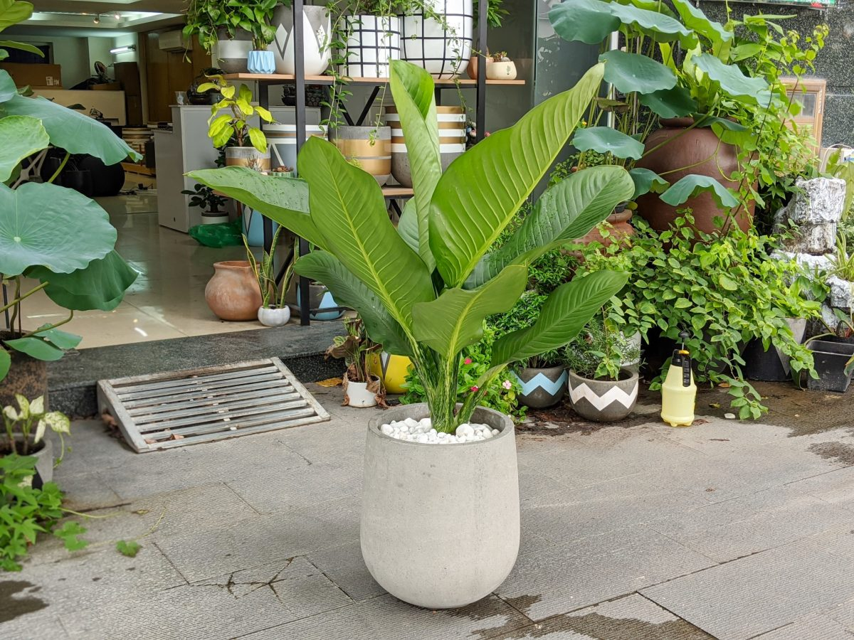 image_upload_1720061305_1 Cây Đại Phú Gia trong môi trường tự nhiên