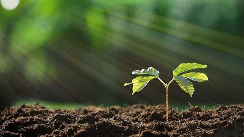 Đặc điểm tính cách nổi bật của người mệnh Mộc