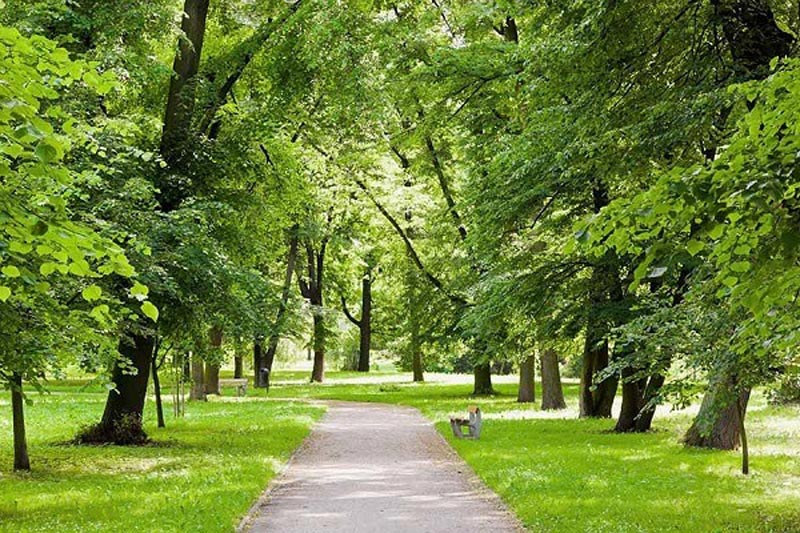 Mệnh Mộc hợp màu đỏ không