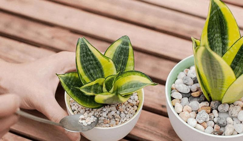 trong-cay-luoi-ho-truoc-nha-co-tot-khong-1 Giới thiệu về cây lưỡi hổ