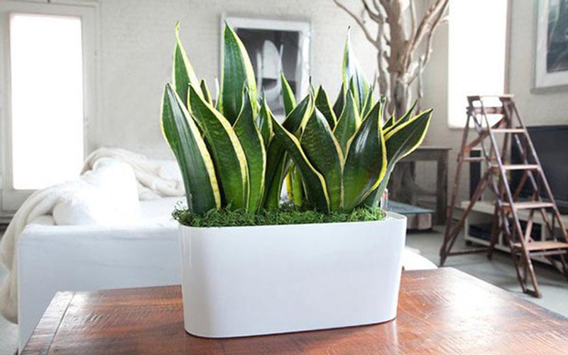 trong-cay-luoi-ho-truoc-nha-co-tot-khong-3 Vậy trồng cây lưỡi hổ trong nhà có tốt không