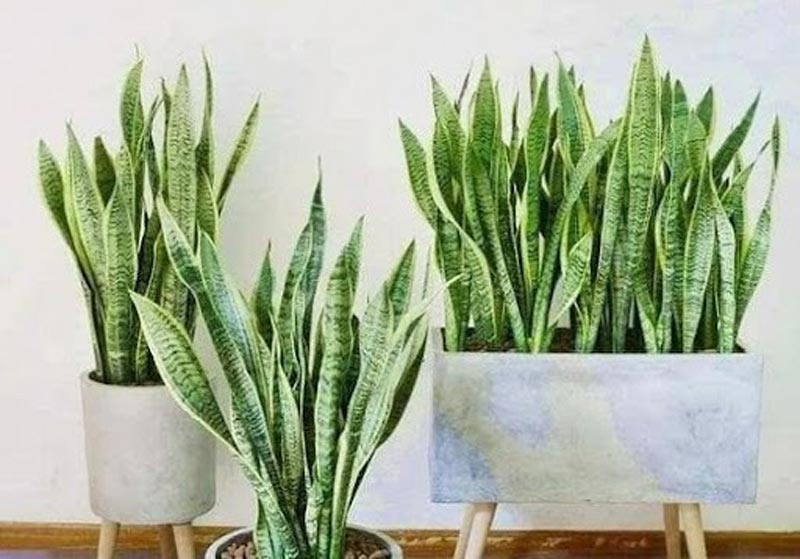 trong-cay-luoi-ho-truoc-nha-co-tot-khong-5 Những điều kiêng kỵ khi trồng cây lưỡi hổ trước nhà