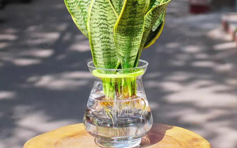 trong-cay-luoi-ho-truoc-nha-co-tot-khong-6 Xu hướng trồng lưỡi hổ thủy canh, thủy sinh