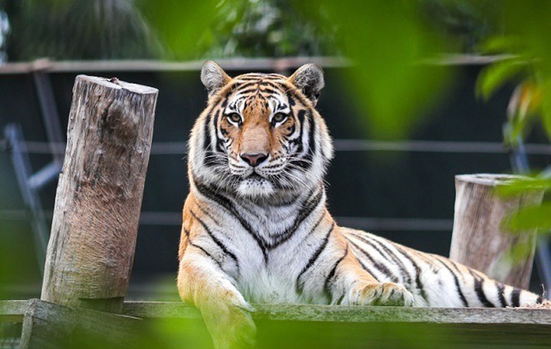 tuoi-giap-dan-hop-huong-nao-2 Đặc điểm của người sinh năm 1974 Giáp Dần