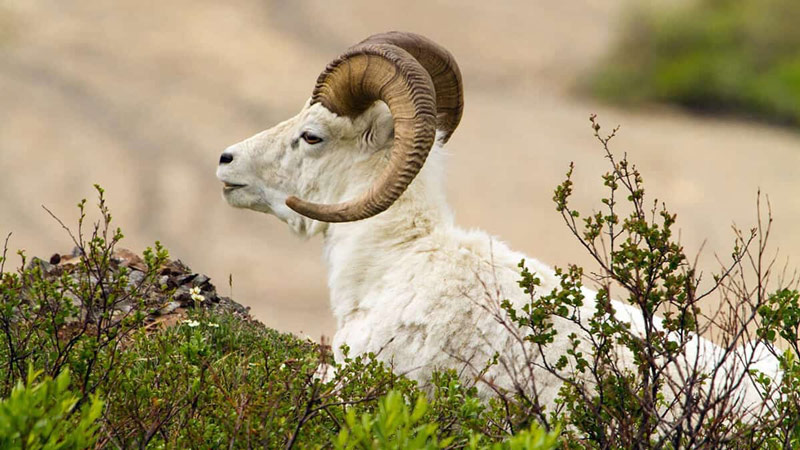 tuoi-mui-hop-huong-nao-1 Giới thiệu về tuổi Mùi