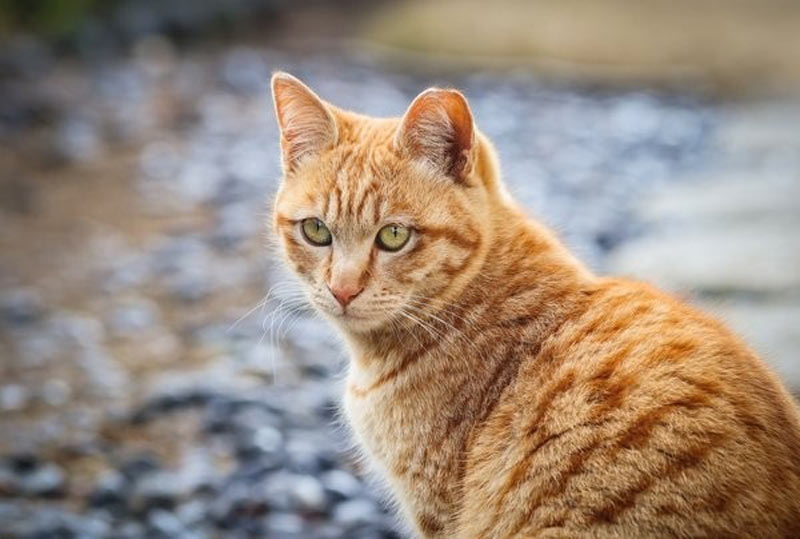 tuoi-quy-mao-hop-huong-nao-1 Tổng quan về tuổi Quý Mão