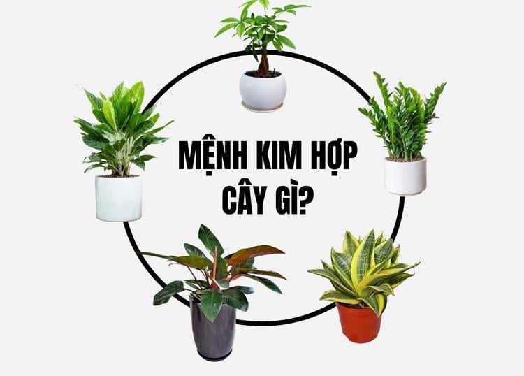 Nhiều người quan tâm mệnh kim hợp cây gì