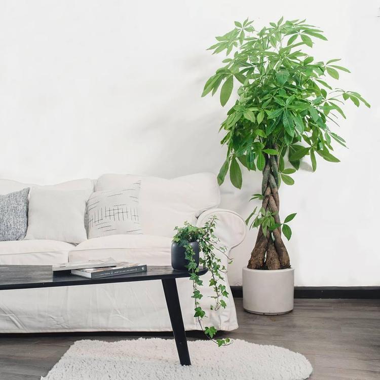 Cây cảnh phong thủy đặt trong nhà, vừa trang trí vừa mang lại may mắn