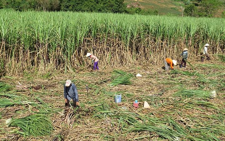 Đất HNK sau khi chuyển đổi mục đích sử dụng sẽ đem lại lợi nhuận hấp dẫn