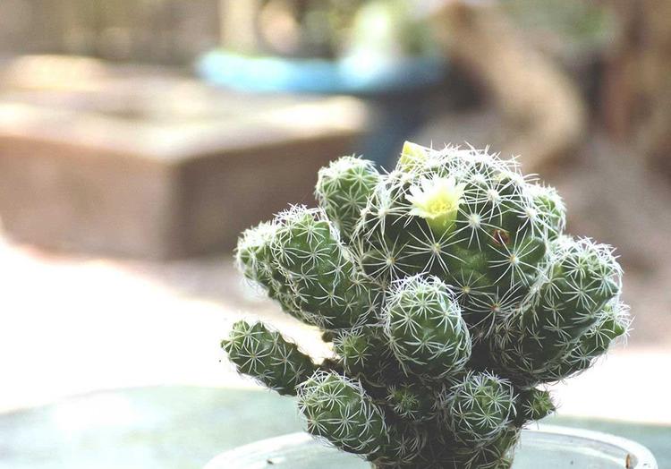 Xương rồng đẹp dưới góc độ phong thủy nhưng trong lá có chứa chất độc