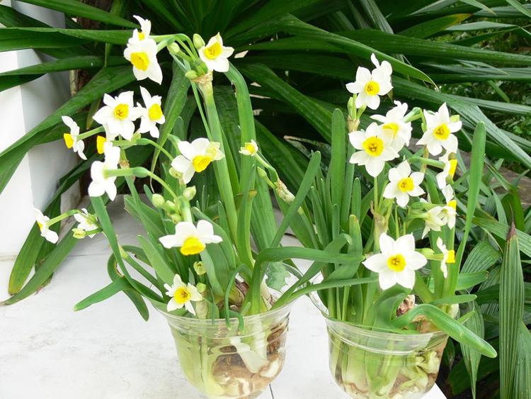 Có rất ít người biết hoa thủy tiên có chứa độc tố