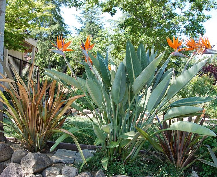 Không nên trồng cây thiên điểu ở trong nhà