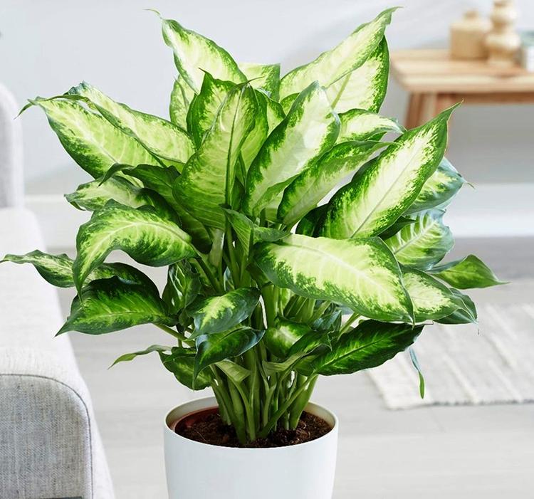 một số chi cây vạn niên thanh có độc tố không nên trồng trong nhà