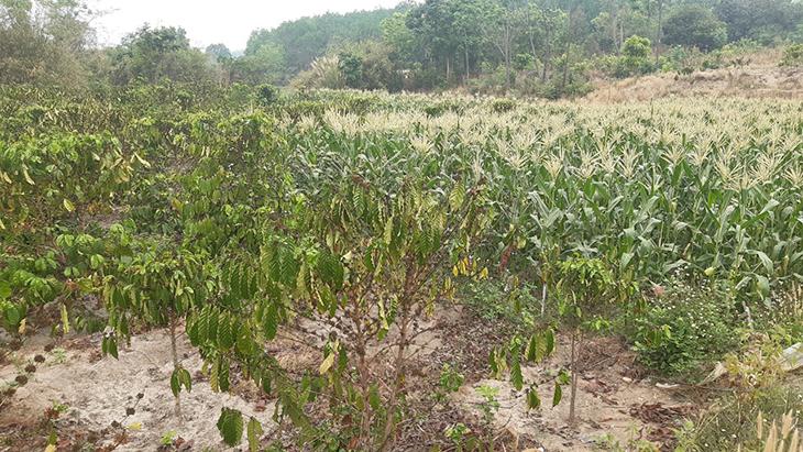 Hình ảnh mảnh đất minh họa cho đất BHK là gì