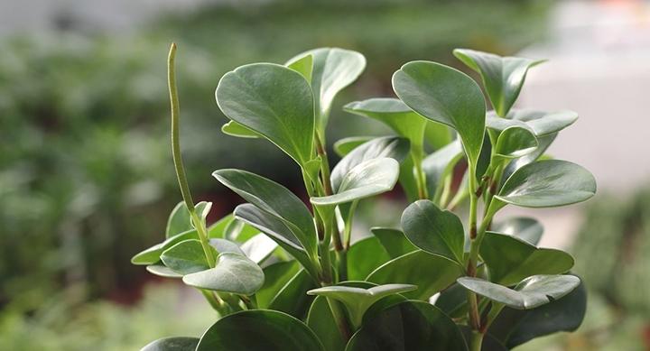 Cây trường sinh thích hợp để làm cảnh trong nhà