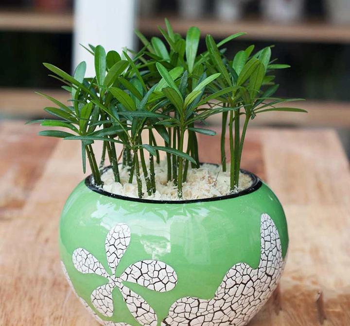 Người mệnh Mộc nên chọn cây tùng la hán làm cảnh