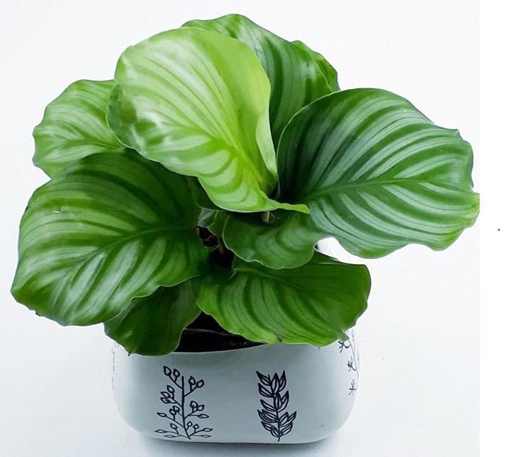 Mệnh Mộc hợp cây gì? Mệnh Mộc hợp cây công đuôi xanh