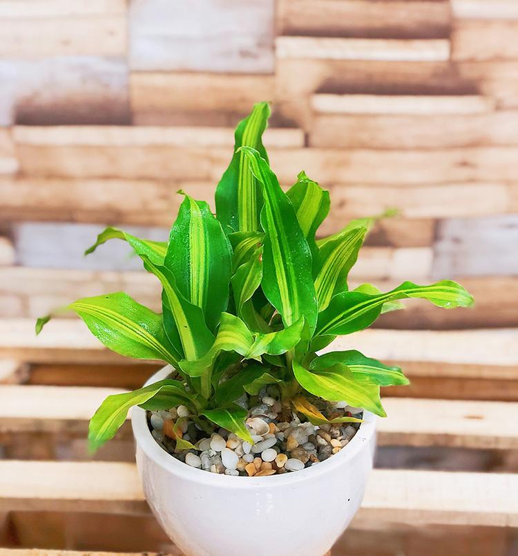 Thiết mộc lan kiểng là cây phong thủy hợp người mệnh Thổ