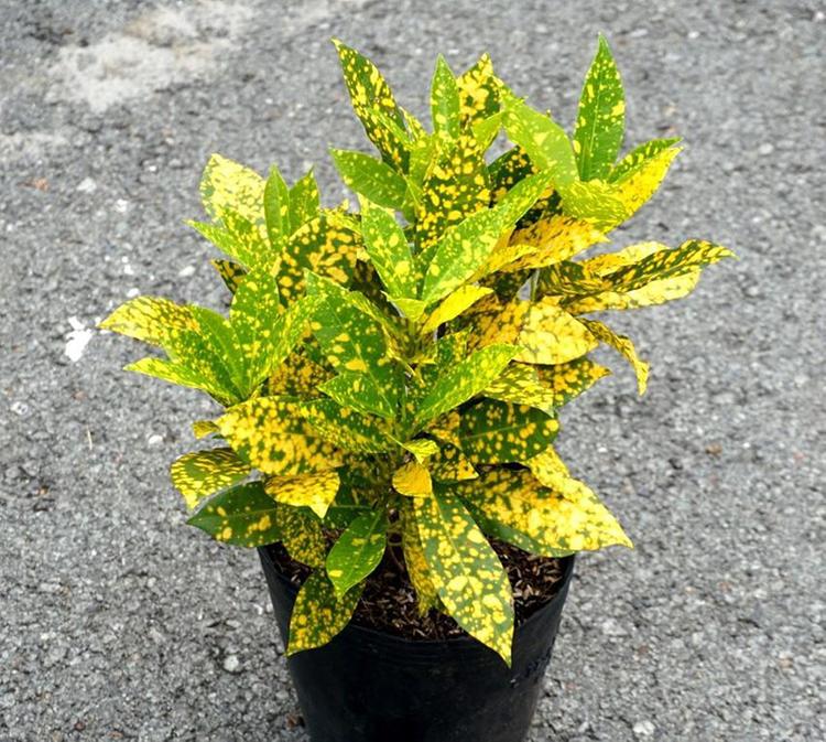 Người mệnh Thổ hợp với sắc vàng của cây Cô tòng lá đốm