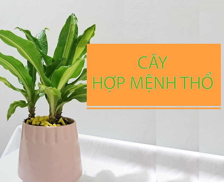 Mệnh Thổ hợp cây gì được nhiều người tìm kiếm