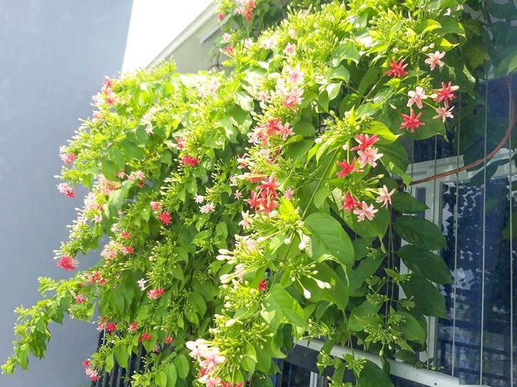 Mùi hương tỏa ra từ cây hoa giun rất dễ chịu