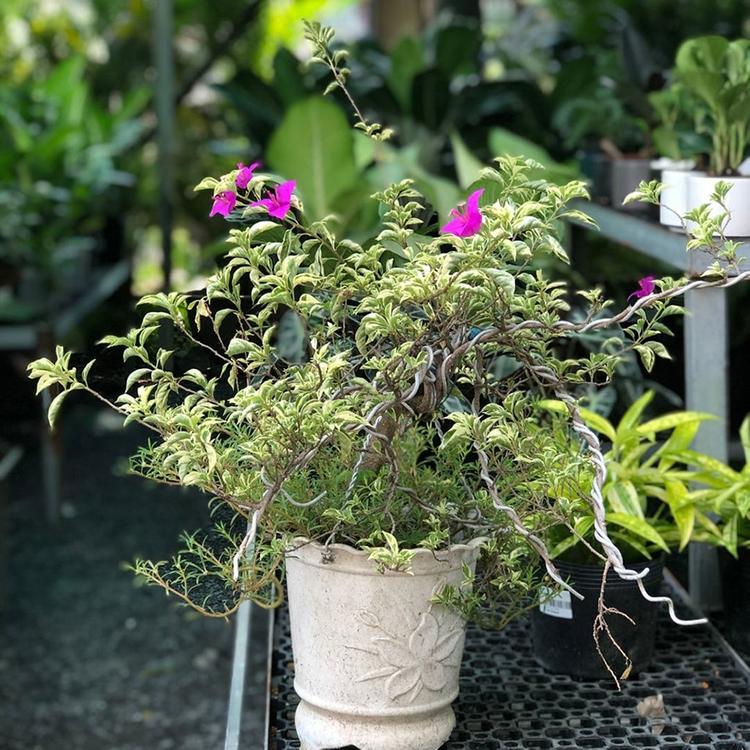 Cẩm thạch tím trồng ban công rất đẹp